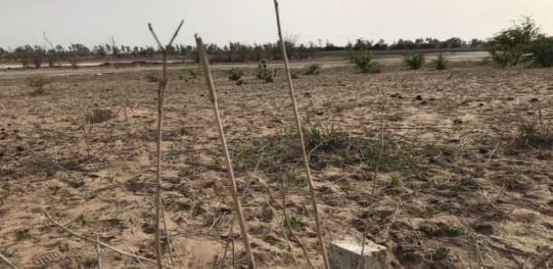 Côte d'Ivoire: la disparition des espaces verts à Abidjan suscite l'émoi  des habitants - Reportage Afrique