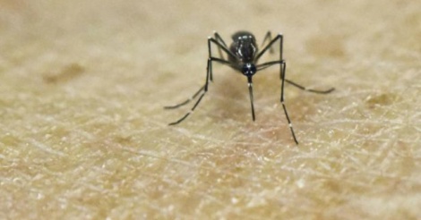 destructeur d'insecte electrique, tue mouche electrique, anti virus zika