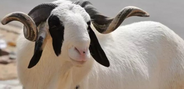 Tabaski : Pastef international offre un mouton à Ousmane Sonko