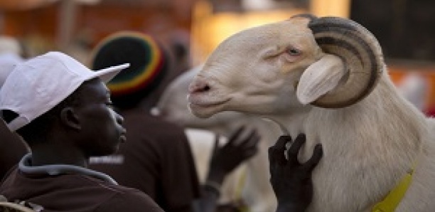 Approche de la Tabaski : Les rues de Dakar transformées en points de vente de moutons