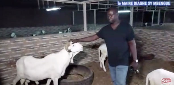 Tabaski : Le maire de Tivaouane Diagne Sy Mbengue soulage des centaines de familles
