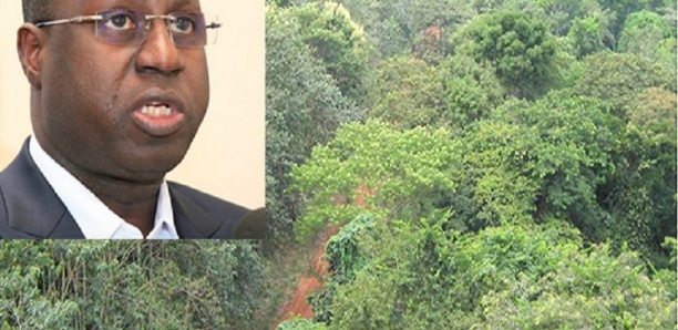 Forêt classée de Mbao : L’Etat n'envisage pas de déclasser un millimètre carré
