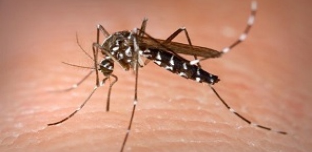 Alerte : 5 cas de dengue signalés à Kaffrine