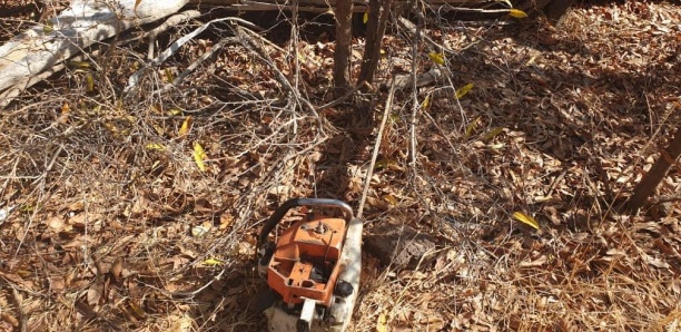 Trafic de bois : Trois personnes arrêtées avec 350 troncs d’arbres