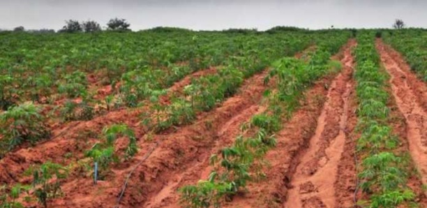 «TEKKI NDAWNI» : UN PROJET DE 54 MILLIARDS POUR POUSSER 150 000 JEUNES VERS L’AGRICULTURE