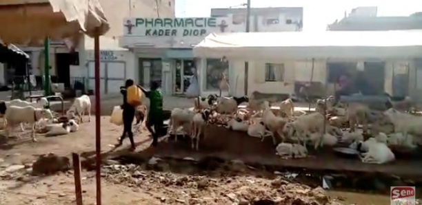 Coup de gueule de Dr Aissatou Diop : "Ils ont transformé la devanture de ma pharmacie en Daral"