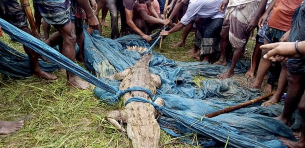 Au Bangladesh, capture d'un crocodile que l'on croyait éteint
