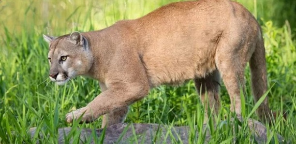 Un ancien soldat s’enfuit dans la forêt avec son puma, refusant de le mettre au zoo