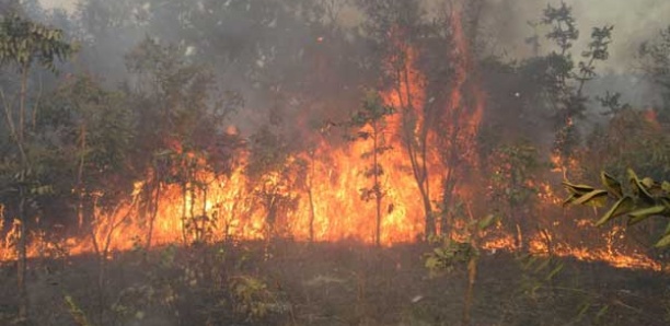 Ranch de Dolly : Un feu  de brousse ravage plus de 15 hectares du tapis herbacé