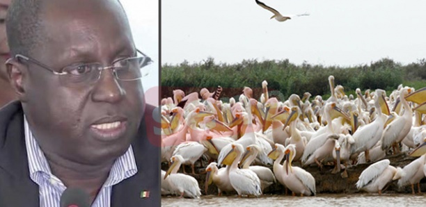 Mort de 750 pélicans au parc de Djoudj : «Il s'agit de la grippe aviaire» (Abdou Karim Sall)