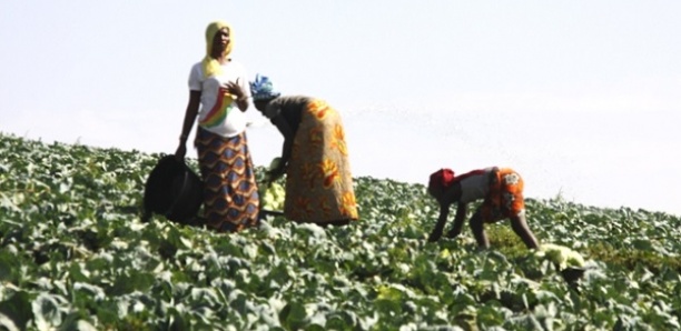 Économie verte en Afrique : Les pays de la CEDEAO plaident pour l'accélération de la transition au profit des femmes