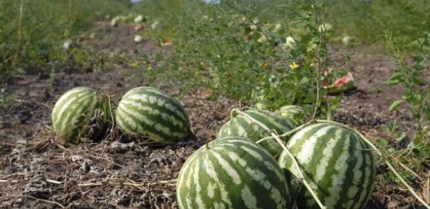 Sédhiou : Bradage des produits agricoles dans les loumas (marchés hebdo)
