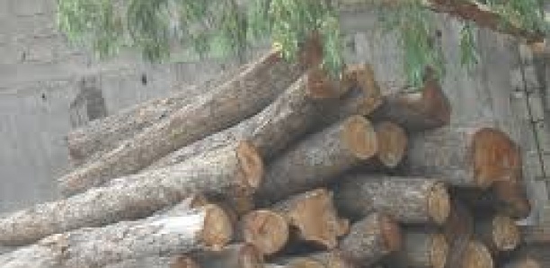 Lutte contre la coupe illicite du bois : Le ministre de l'Environnement mise sur le Programme ’'Xëyu Ndaw Ñi''