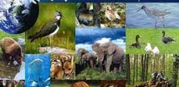 Bodiversité : Un million d’espèces animales et végétales menacées d’extinction