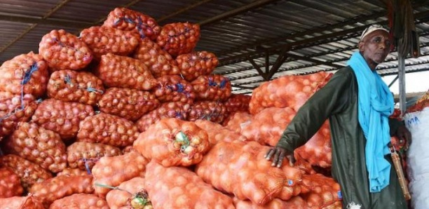 Touba : "Le marché est bien approvisionné en oignons" (Chef du Service régional du Commerce de Diourbel)