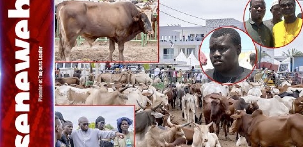 Gamou 2023 : Aziz Ndiaye distribue des bœufs à Tivaouane