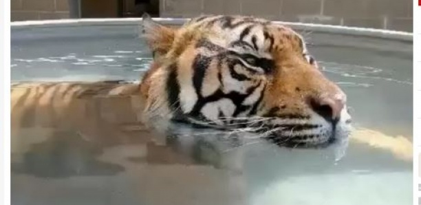 Un zoo américain aide ses animaux à lutter contre la canicule