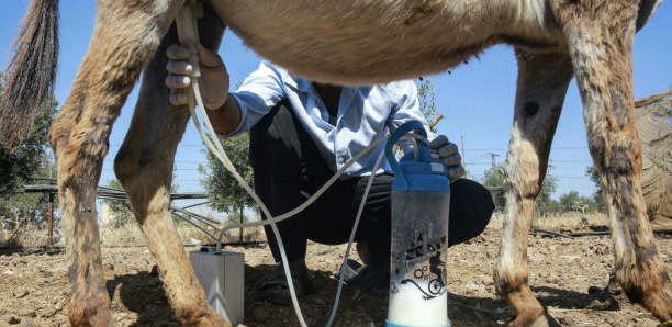 En Jordanie, un savon au lait d'ânesse fait fureur