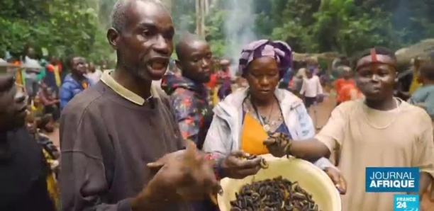[Vidéo] Centrafrique : la prolifique saison des chenilles