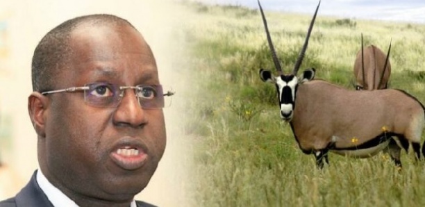 Affaire des Oryx : L'irresponsabilité inébranlée d'Abdou Karim Sall