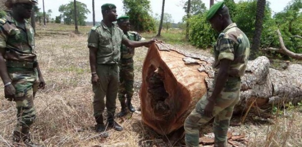 L'armée en guerre contre le trafic de bois