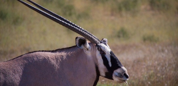 Colonel Boucar Ndiaye (Directeur des parcs nationaux) : "Comment les gazelles sont mortes"