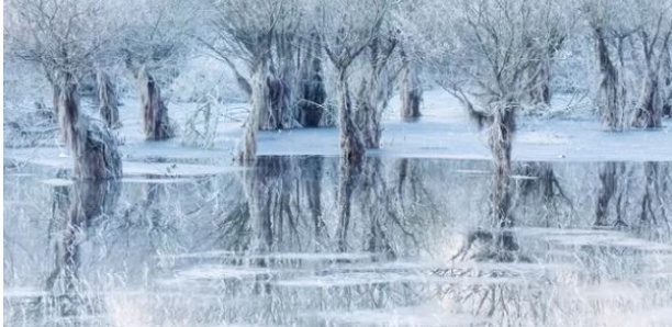 Ce cliché d'un lac gelé est la photo de la vie sauvage de l'année