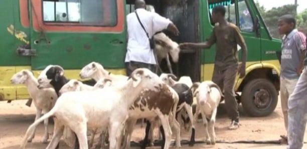 Tabaski à Linguère : Les éleveurs dénoncent la flambée des coûts du transport