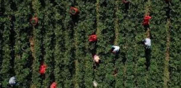 Agropole Sud : 20 000 hectares destinés aux plantations, 50 000 emplois en vue