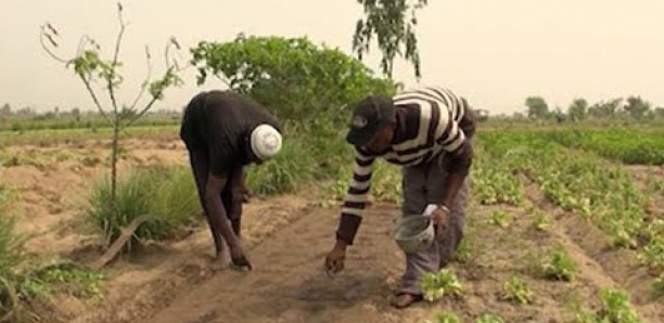 Kolda : Les producteurs appelés à boucler les semis avant le 15 août