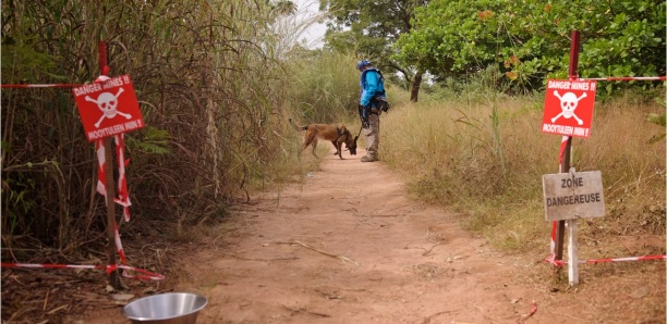 Casamance : Un jeune cultivateur ramasse une mine, le pire évité
