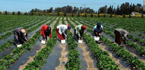 Les techniciens et travailleurs de l’agriculture en grève