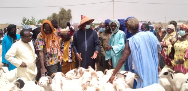 Tabaski-2021 : 1 300 000 moutons égorgés, un excédent de 13 00 têtes