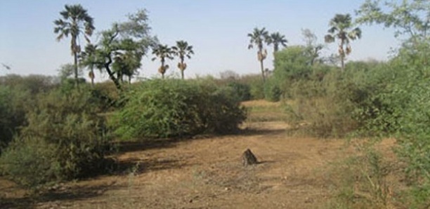 Forêt de Saly : Le Collectif de Saly invite la mairie à révoquer les autorisations de construire et compte saisir les institutions internationales