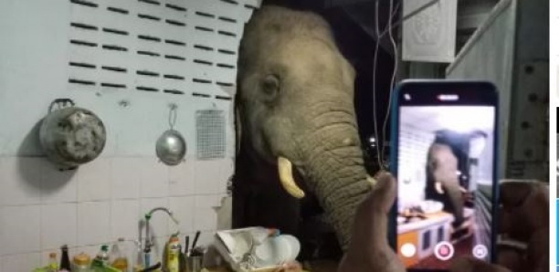 Un éléphant dans la cuisine: une famille thaïlandaise reçoit la visite répétée d'un mastodonte