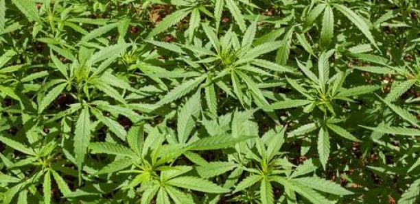 Une fuite d’eau dans un appartement mène à la découverte... de 700 plants de cannabis
