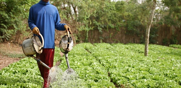 Anarchie dans l’horticulture: «L’Etat doit favoriser les producteurs, sinon… »