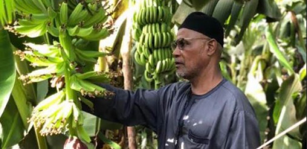 CORPROBAT : Enfin, 500 ha de banane en irrigation par aspersion et 200 ha de câble way et de stations de conditionnement en cours de réalisation pour le grand bonheur des 5355 producteurs de banane bénéficiaires de la région de Tambacounda