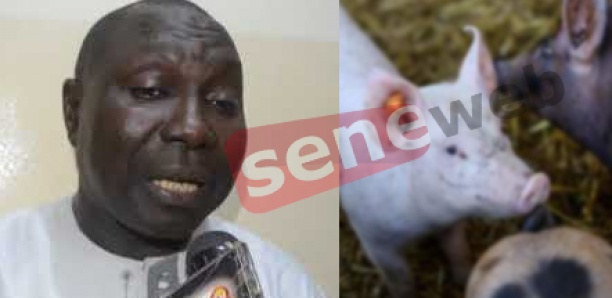 Thiaroye sur mer : Grogne des éleveurs de porcs contre le maire Ndiaga Niang