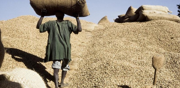 Commercialisation arachide : Les producteurs de Touba dénoncent la concurrence déloyale des chinois et indexent l'État