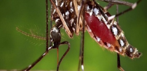 Kaffrine :   3 nouveaux cas de dengue détectés