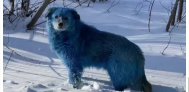 Des mystérieux chiens bleus aperçus en Russie: “Il faut trouver pourquoi”