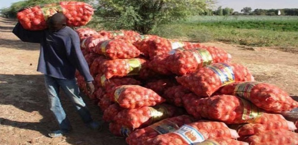 Malgré une production de près de 500 mille tonnes, les producteurs d’oignon butent sur la concurrence étrangère