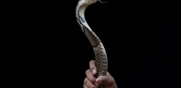Un Indien condamné pour avoir tué sa femme à l'aide d'un cobra