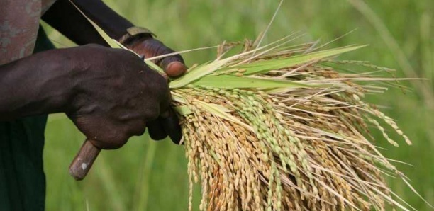 La double culture : Nouvelle technique appuyée par le Japon pour atteindre l’autosuffisance en riz au Sénégal