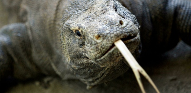[Vidéo] "Liste rouge" de la nature : Requins et dragons de Komodo, menacés ou en danger