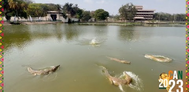 [Découverte] Yamoussoukro : Plongée dans le lac aux Caïmans