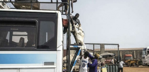 Sénégal: malgré le Covid-19, les Dakarois quittent la ville pour aller célébrer la Tabaski