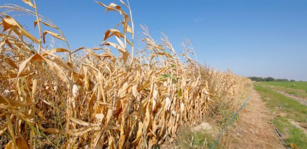 Sécheresse: 10 départements ont dépassé le seuil d'alerte