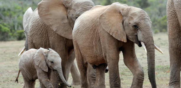 Des dizaines d'éléphants bientôt tués: le Zimbabwe va abattre ces animaux pour distribuer leur viande